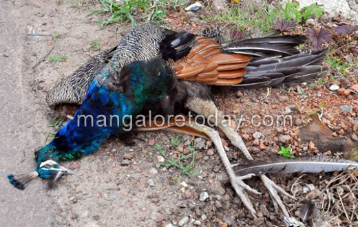  Peacock dies in road 